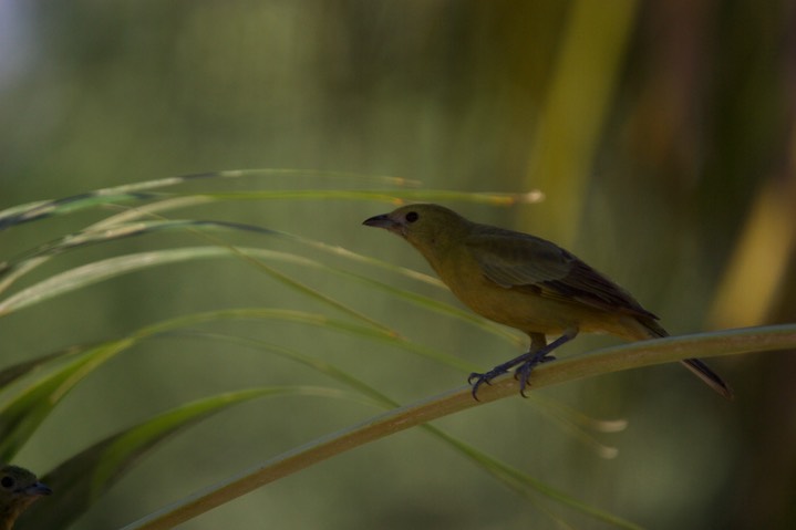 Palm Tanager, Thraupis palmarum19