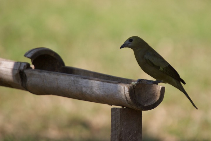 Palm Tanager, Thraupis palmarum19b