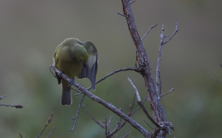 Palm Tanager, Thraupis palmarum