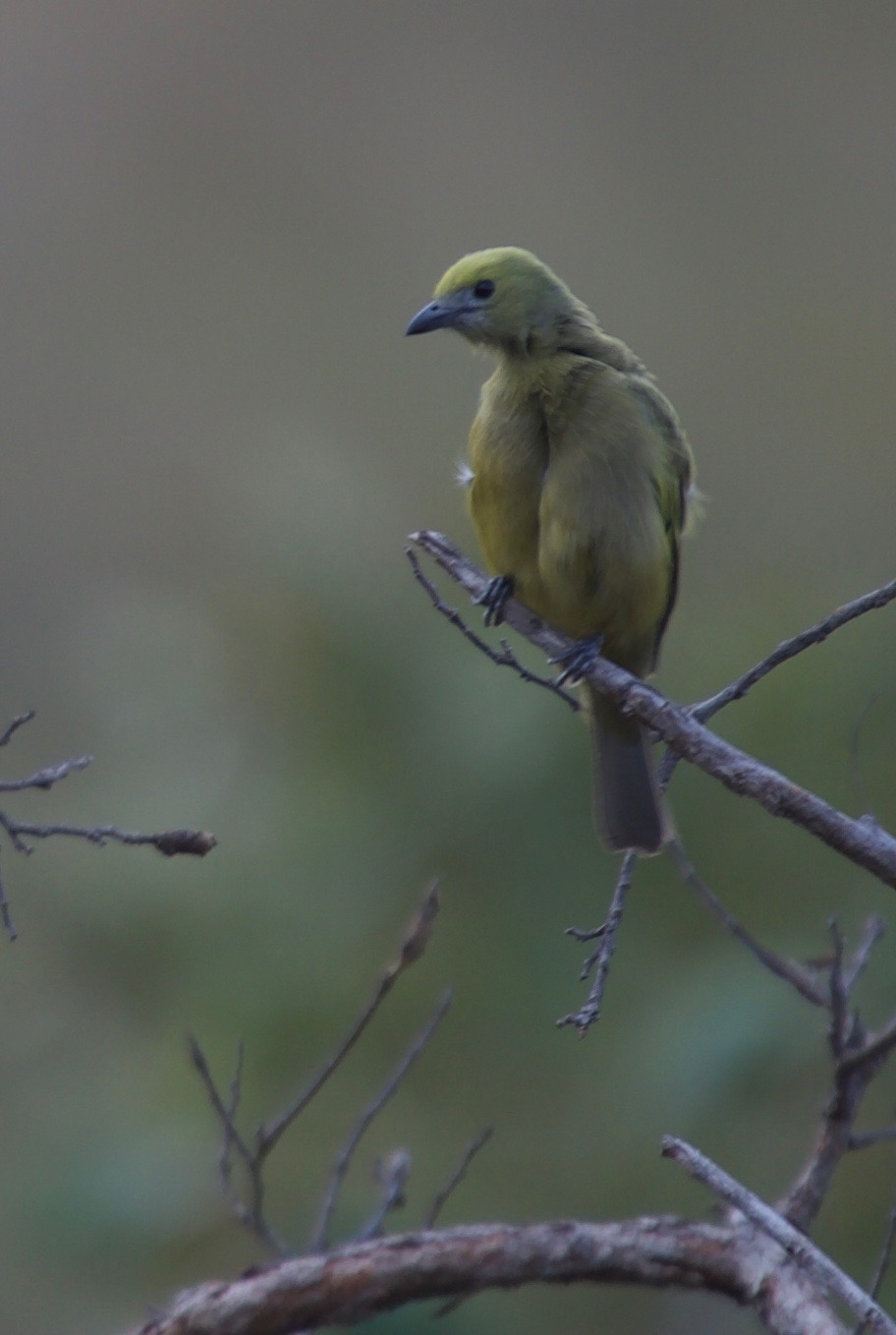 Palm Tanager, Thraupis palmarum2