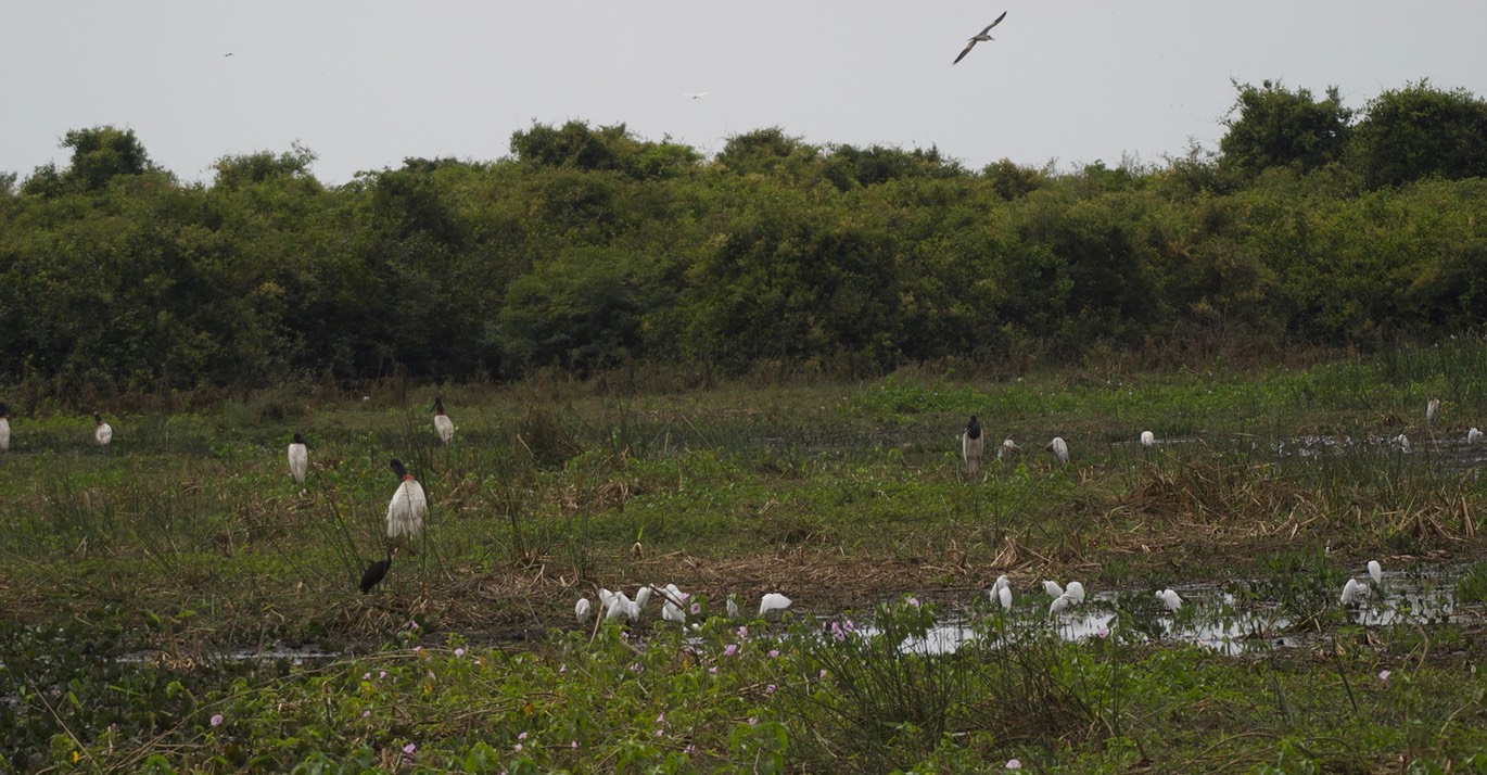 Pantanal View