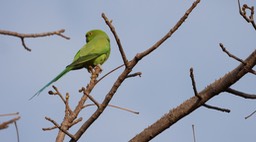 Parakeet, Rose-ringed Senegal