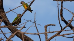 Parrot, Senegal Senegal2