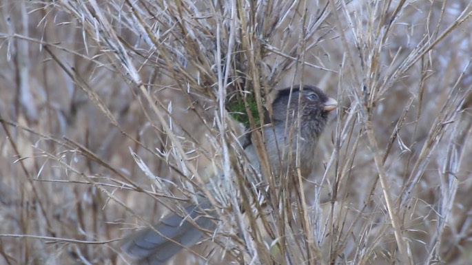 Parrotbill, Brown 3