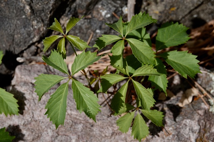 Parthenocissus vitacea, Virginia Creeper2