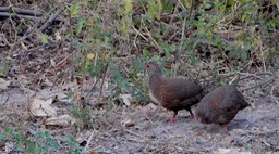 Partridge, Stone - Senegal 2