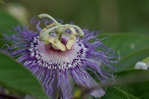 passiflora