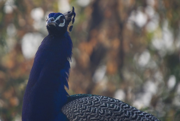 Peafowl, k4