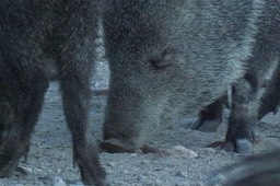 Peccary, Collared 1