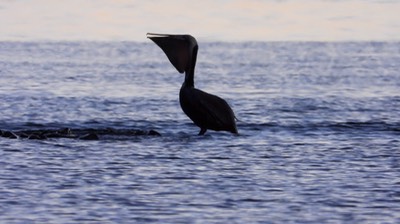 Pelican, Brown - Loreto, Baja California Sur