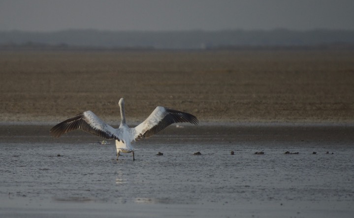 Pelican, Dalmatian. Pelecanus crispus3
