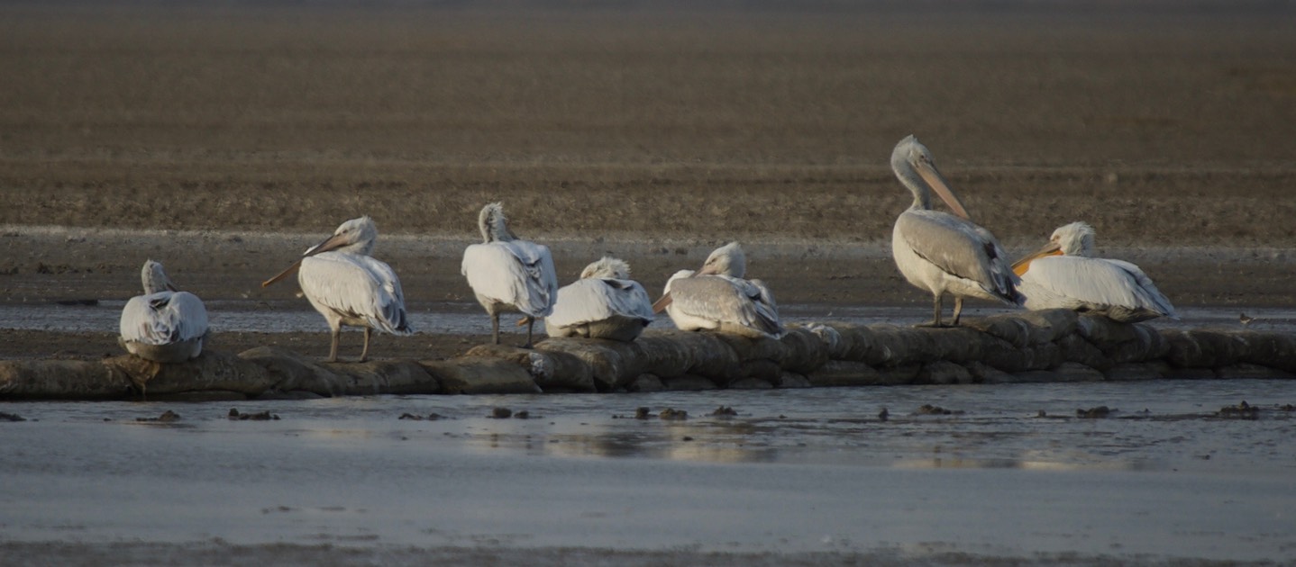 Pelican, Dalmatian. Pelecanus crispus1