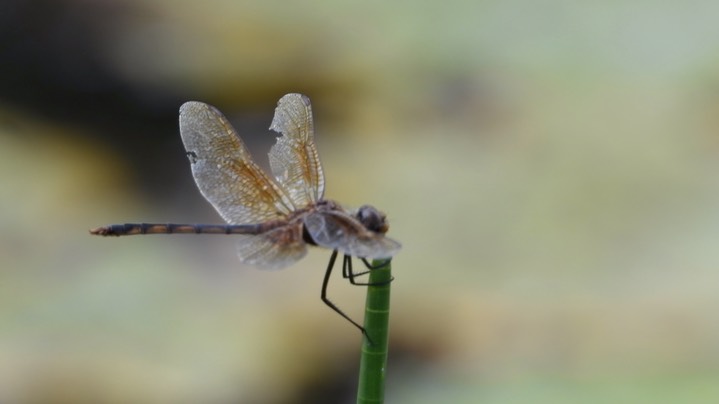 Pennant, Tawny (Belize - 2021) b