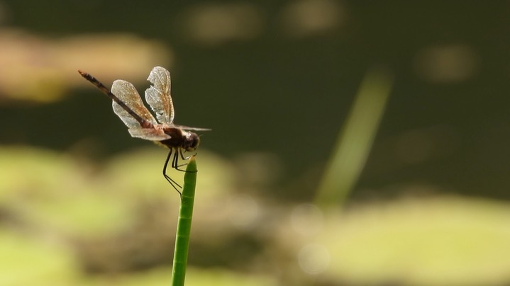 Pennant, Tawny (Belize - 2021) c