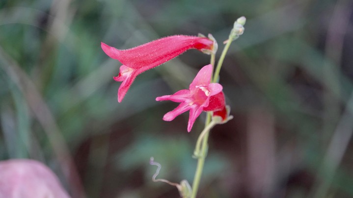 Penstemon (ramosus) lanceolatus d