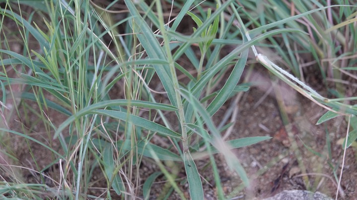 Penstemon (ramosus) lanceolatus c