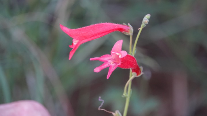 Penstemon (ramosus) lanceolatus f