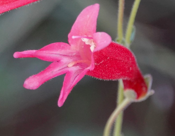 Penstemon (ramosus) lanceolatus g