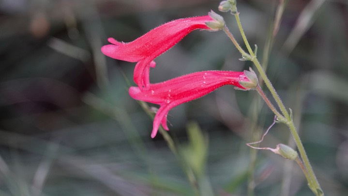 Penstemon (ramosus) lanceolatus b