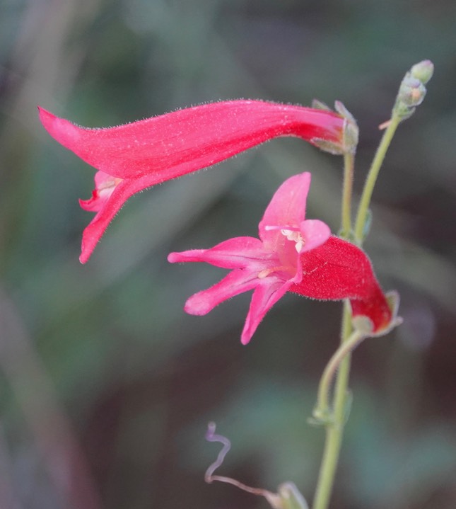 Penstemon (ramosus) lanceolatus