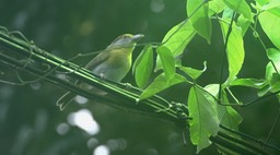 Peppershrike, Rufous-browed 1