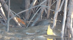 Periophthalmus barbarus - Senegal