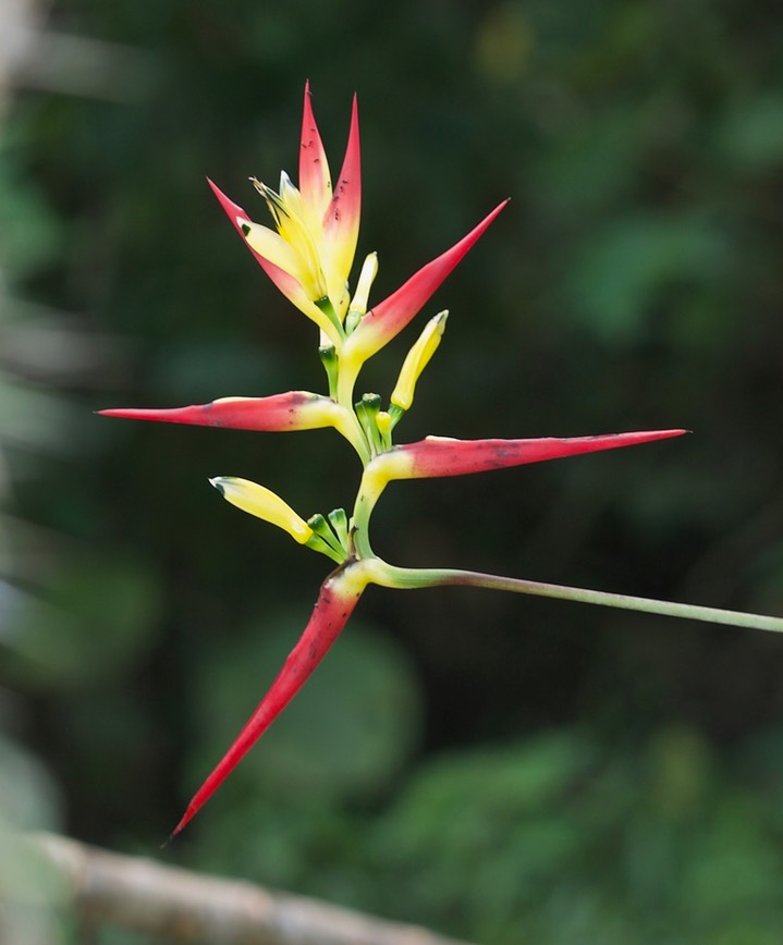 Peru Flora 11