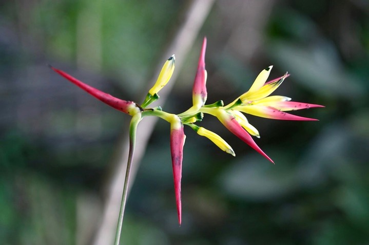 Peru Flora 12