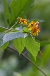 Peru Flora 13