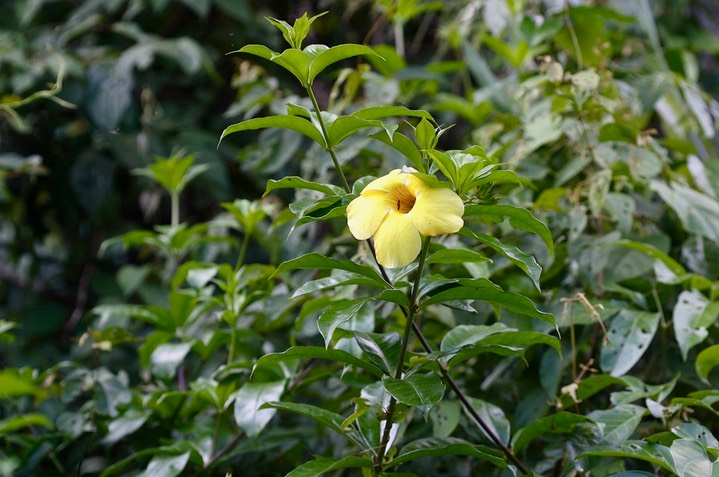 Peru Flora 14