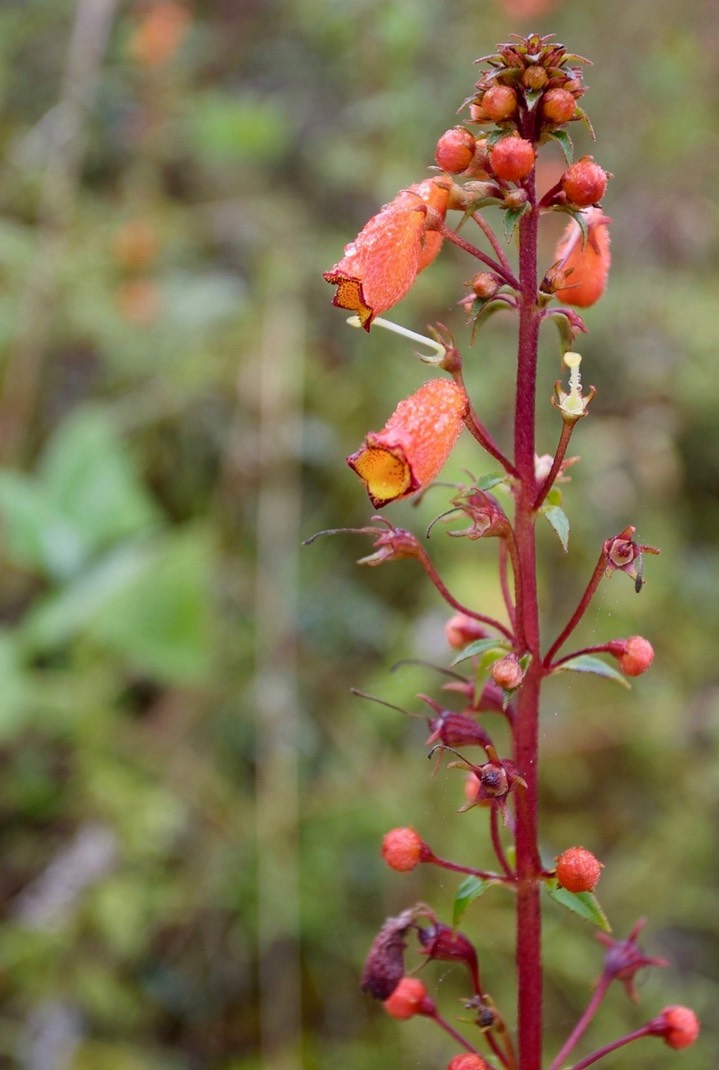 Peru Flora 15