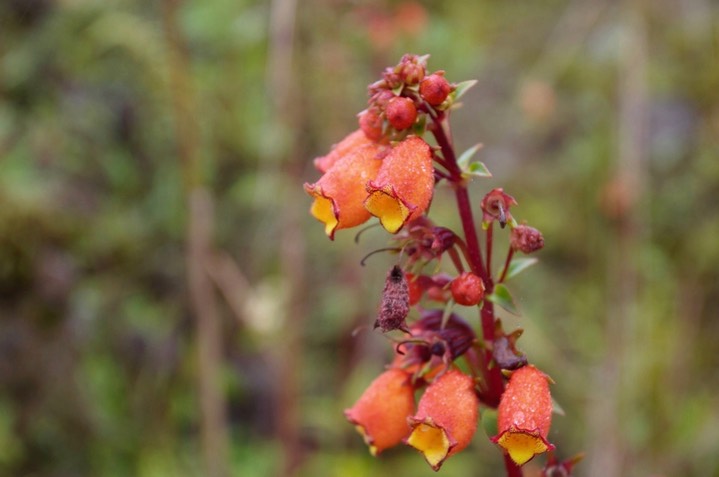 Peru Flora 16