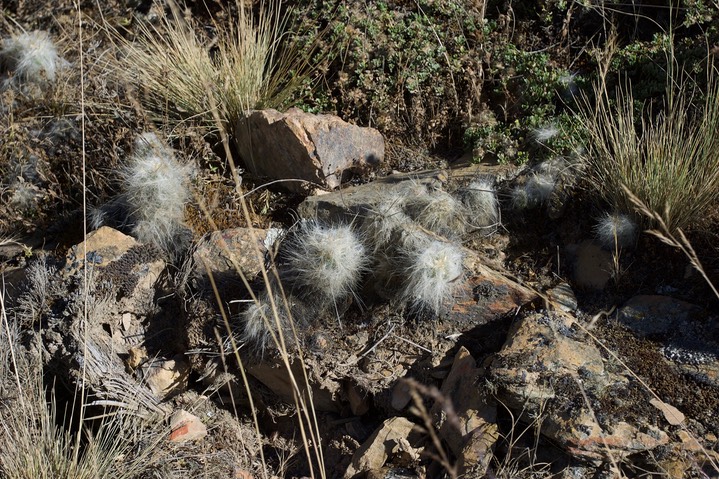 Peru Flora 17