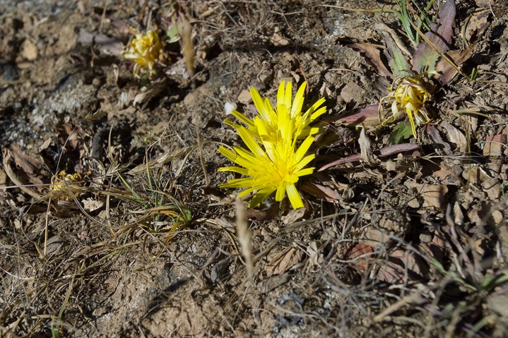 Peru Flora 18