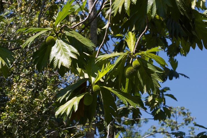 Peru Flora 9