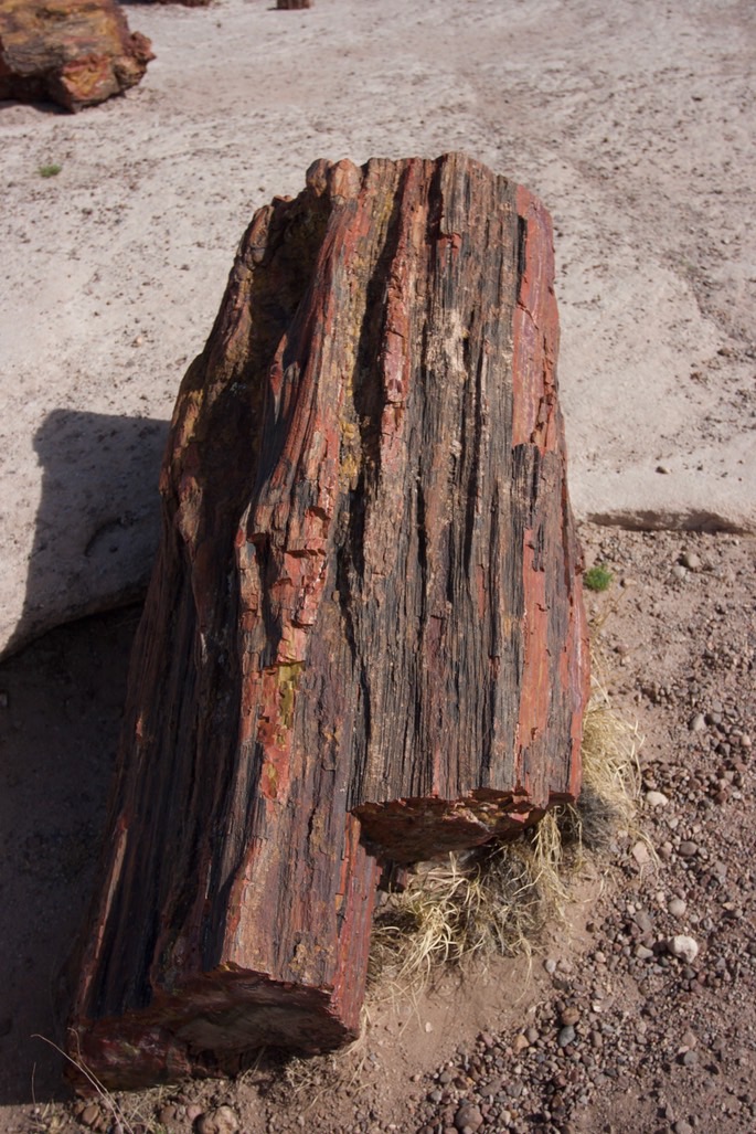 petrified-forest-national_med-22