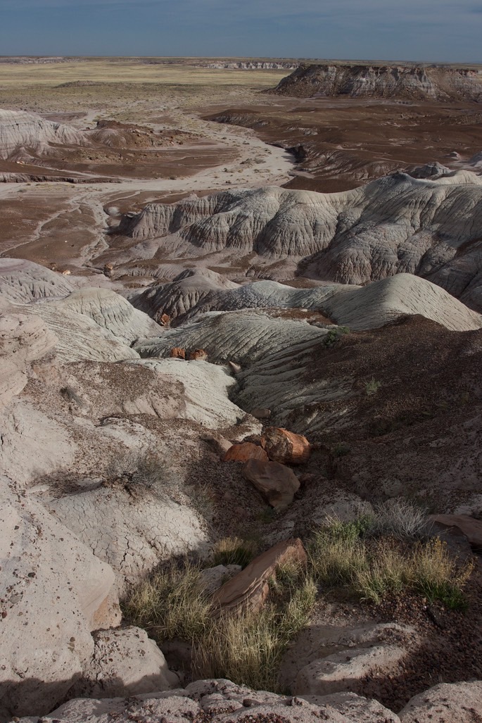 petrified-forest-national_med