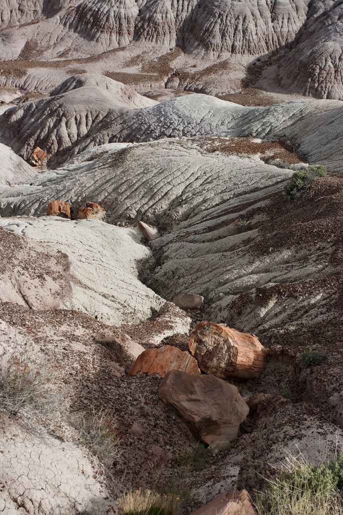 petrified-forest-national_med-3