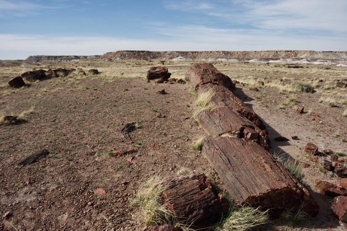 petrified-forest-national_med-23