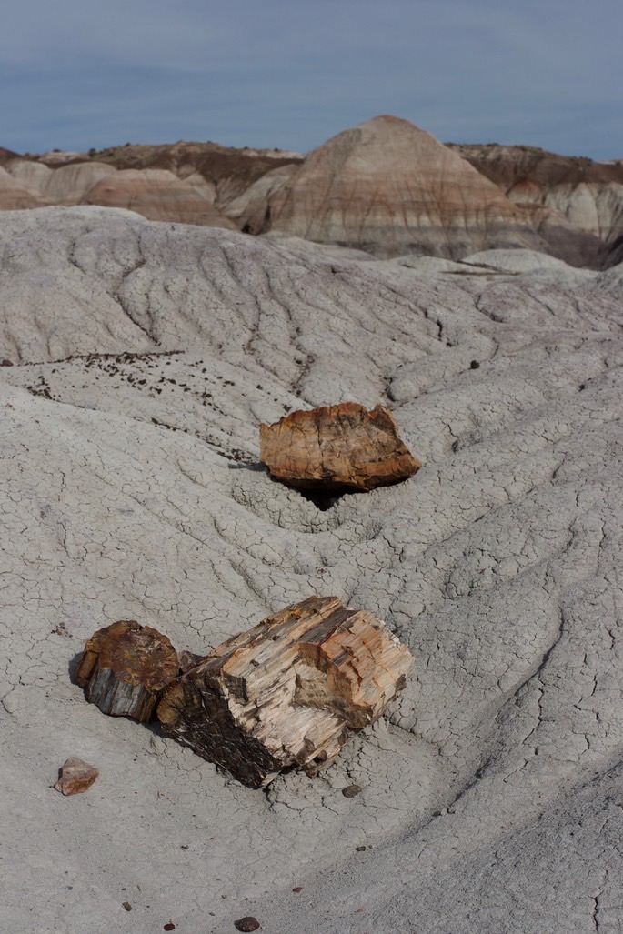 petrified-forest-national_med-42