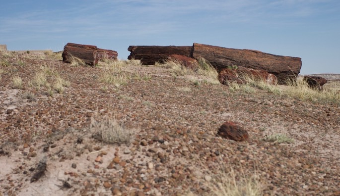 petrified-forest-national_med-21