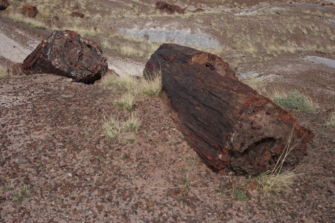 petrified-forest-national_med-15