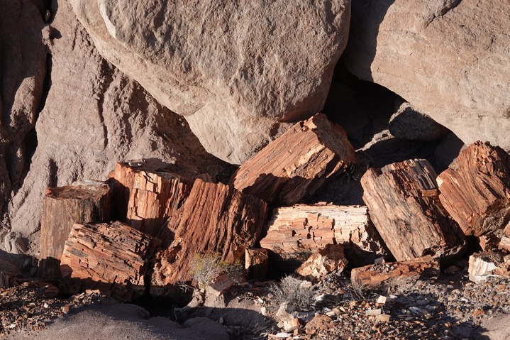 Petrified Forest National Park2019f