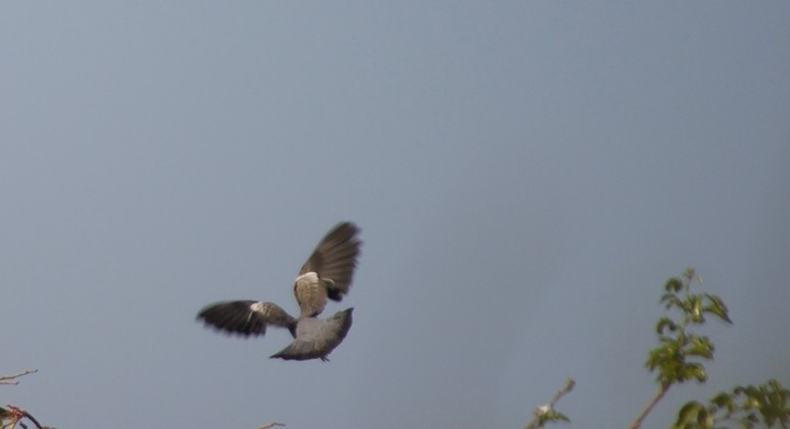 Picazuro Pigeon, Patagioenas picazuro1