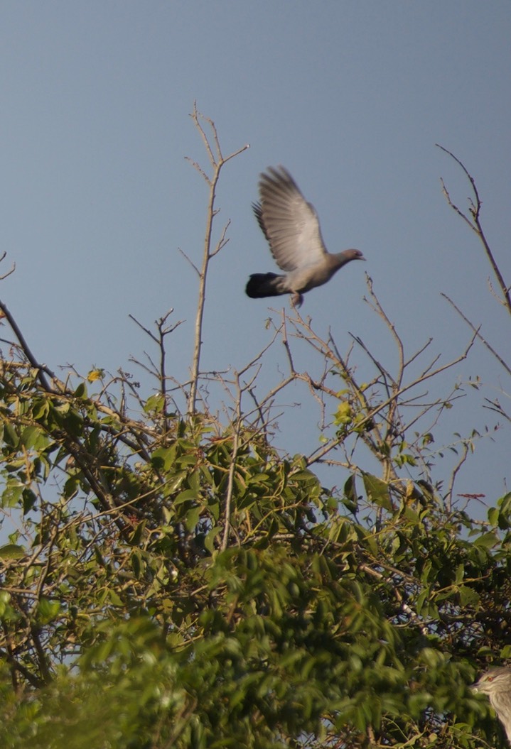 Picazuro Pigeon, Patagioenas picazuro3