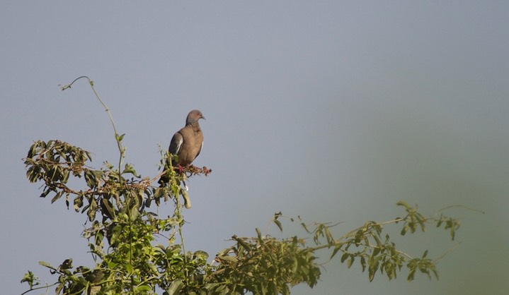 Picazuro Pigeon, Patagioenas picazuro