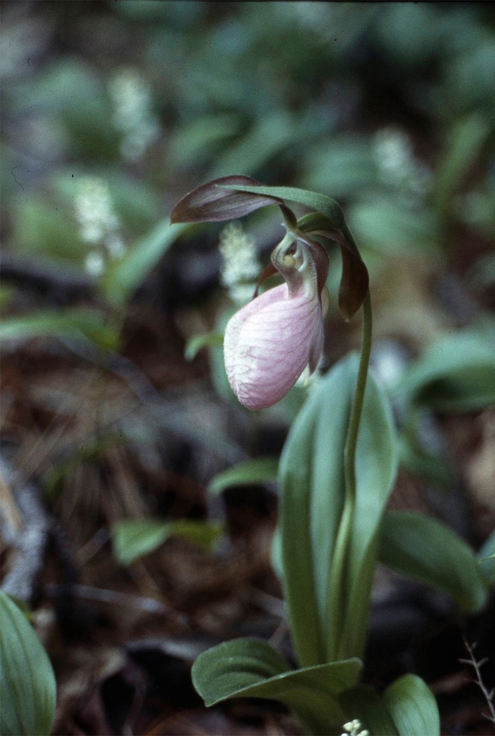 pink ladyslipper703