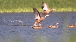 Pintail, White-cheeked 1