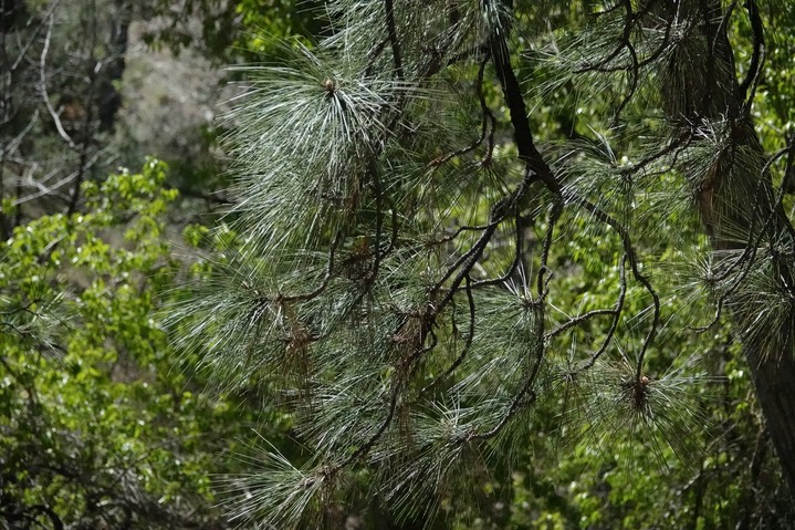 Pinus ponderosa, Ponderosa Pine   2