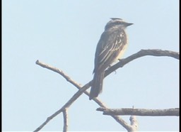 Piratic Flycatcher